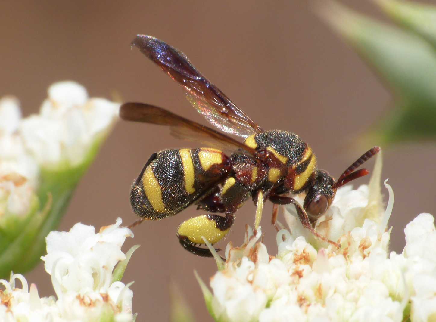 maschio di Leucospis, forse dorsigera